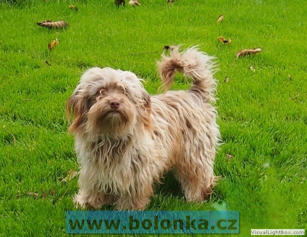 Daily-Cvet Vinný vrch