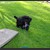 20130618-bolonka-puppies-U-09