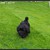 20130618-bolonka-puppies-U-25