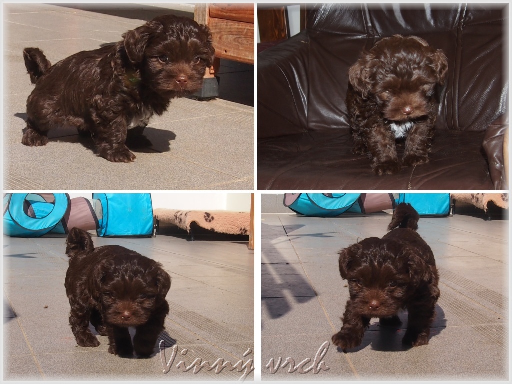 bolonka puppies for sale bolonka russkaya tsvetnaya bolonka tsvetnaya bolonka bolognese color bolonka puppies for sale bolonka russkaya tsvetnaya bolonka tsvetnaya bolonka bolognese color