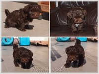 20170919-bolonka-conny